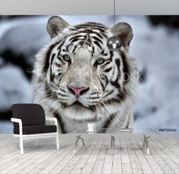 Picture of Glamour portrait of a young white bengal tiger